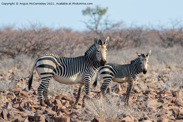 Female mountain zebra with foal, Namibia Picture Board by Angus McComiskey