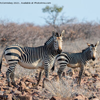 Buy canvas prints of Female mountain zebra with foal, Namibia by Angus McComiskey