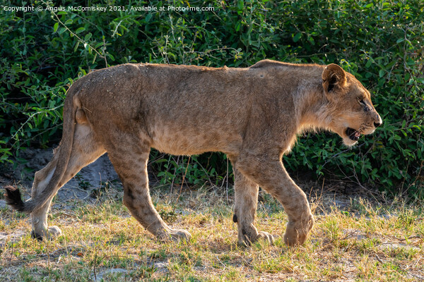 Young male African lion Botswana Picture Board by Angus McComiskey