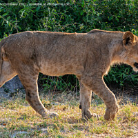 Buy canvas prints of Young male African lion Botswana by Angus McComiskey