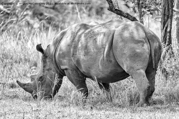 Southern White Rhino, Uganda mono Picture Board by Angus McComiskey