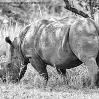 Buy canvas prints of Southern White Rhino, Uganda mono by Angus McComiskey