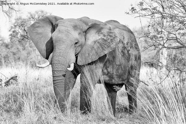 Mature bull elephant in grassland, Botswana mono Picture Board by Angus McComiskey