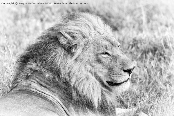 High key mono portrait of a male lion, Botswana Picture Board by Angus McComiskey