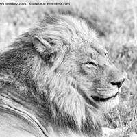 Buy canvas prints of High key mono portrait of a male lion, Botswana by Angus McComiskey