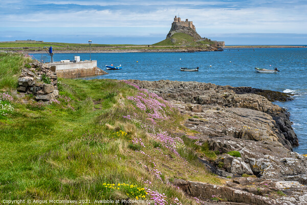 Wildflowers and sea cliffs, Holy Island Picture Board by Angus McComiskey