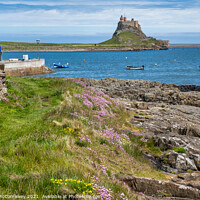 Buy canvas prints of Wildflowers and sea cliffs, Holy Island by Angus McComiskey