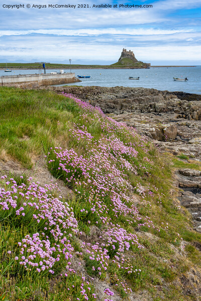 Sea thrift on shoreline, Holy Island Picture Board by Angus McComiskey