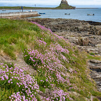 Buy canvas prints of Sea thrift on shoreline, Holy Island by Angus McComiskey