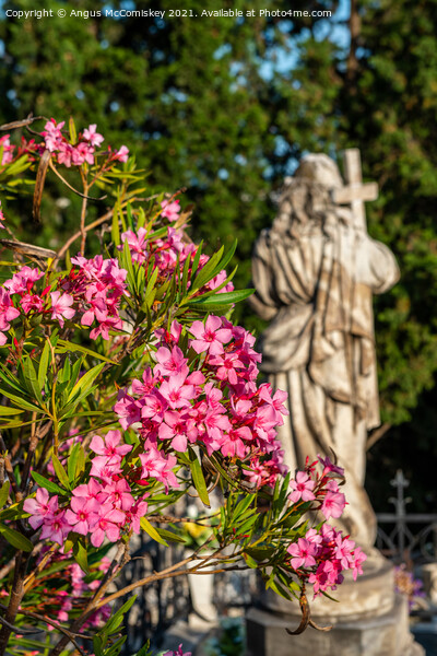 Pink oleander flowers and marble statue, Croatia Picture Board by Angus McComiskey
