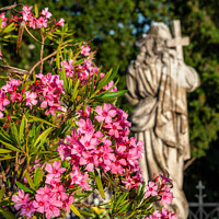 Buy canvas prints of Pink oleander flowers and marble statue, Croatia by Angus McComiskey