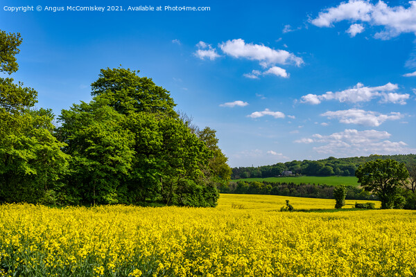 Yellow rapeseed field near Dalmeny, Scotland Picture Board by Angus McComiskey