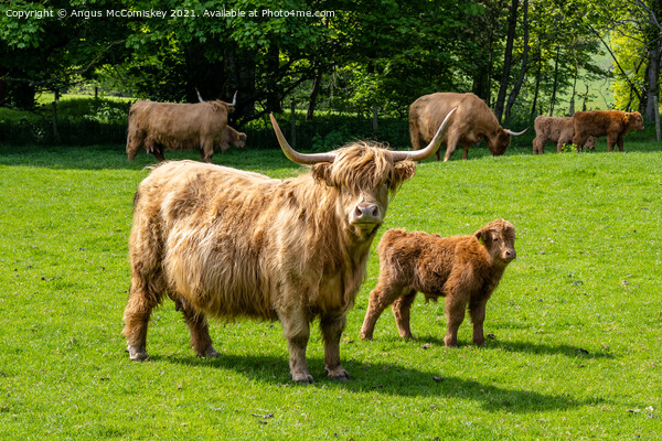 Highland cow with calf Picture Board by Angus McComiskey