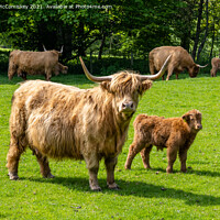 Buy canvas prints of Highland cow with calf by Angus McComiskey