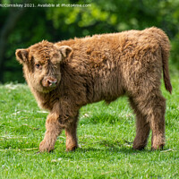 Buy canvas prints of Highland calf by Angus McComiskey