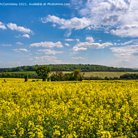 Buy canvas prints of Yellow rapeseed field near Dalmeny, Scotland by Angus McComiskey