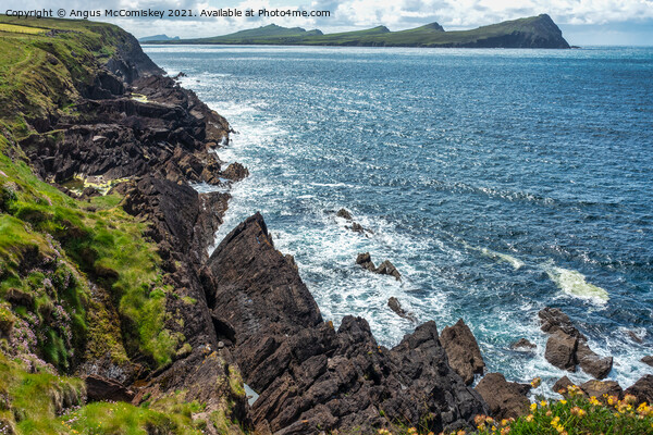 Sea cliffs at Feohanagh on the Dingle Peninsula Picture Board by Angus McComiskey