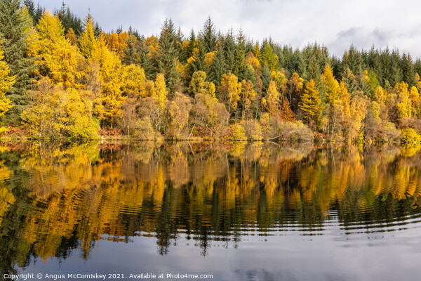 Lochan Spling autumn colours Picture Board by Angus McComiskey