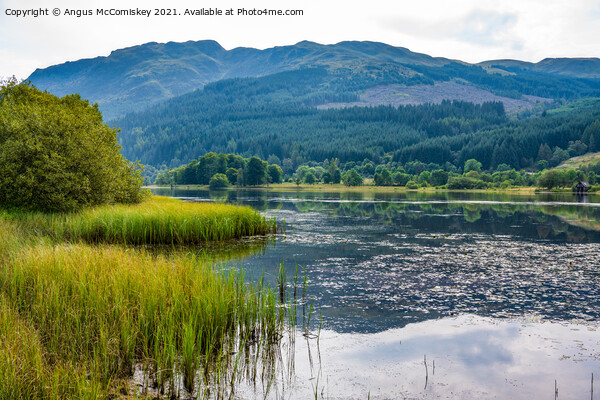 Loch Lubnaig reeds Picture Board by Angus McComiskey