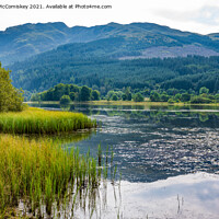 Buy canvas prints of Loch Lubnaig reeds by Angus McComiskey