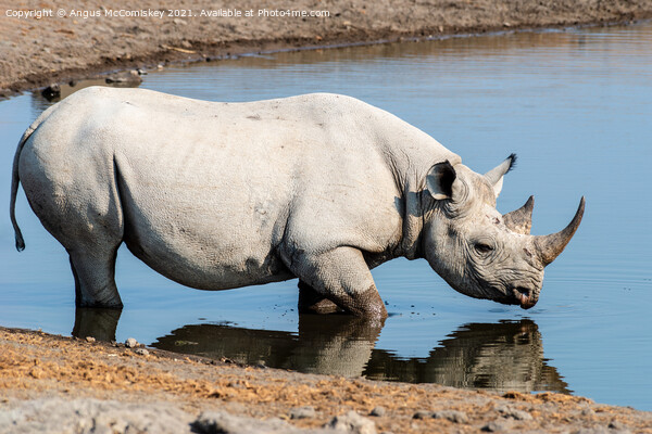 Black rhino at the waterhole Picture Board by Angus McComiskey