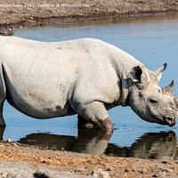 Buy canvas prints of Black rhino at the waterhole by Angus McComiskey