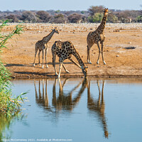 Buy canvas prints of Giraffe family drinking at waterhole by Angus McComiskey