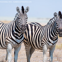 Buy canvas prints of Pair of curious zebras by Angus McComiskey