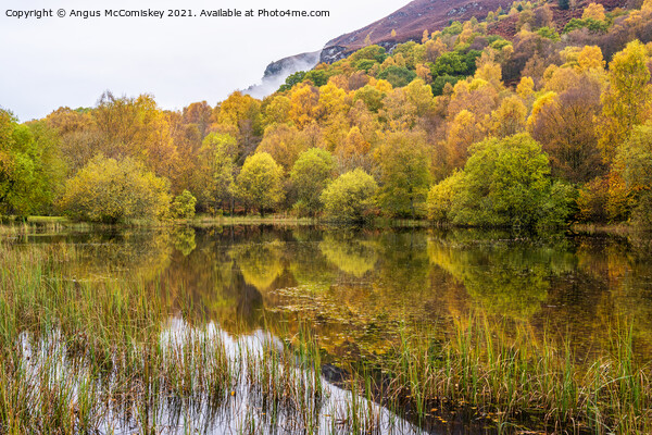 Autumn colours on forest park pond, Aberfoyle Picture Board by Angus McComiskey
