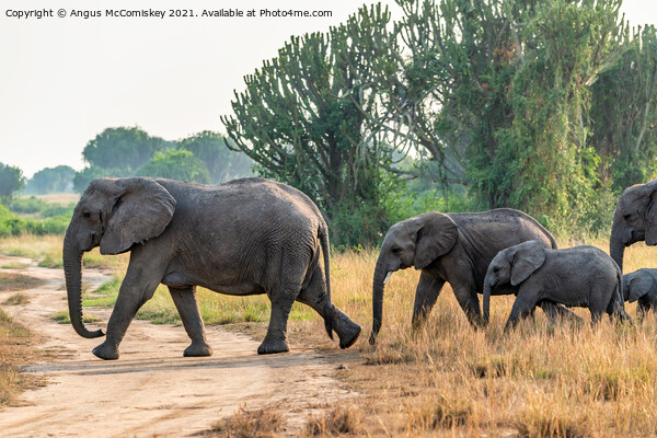 Family of African elephants on the move, Uganda Picture Board by Angus McComiskey