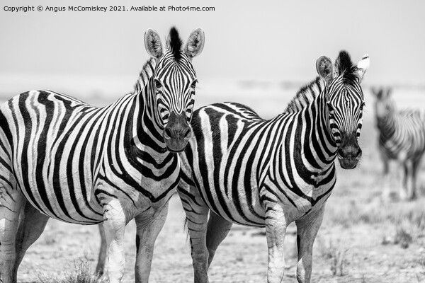 Pair of curious zebras mono Picture Board by Angus McComiskey