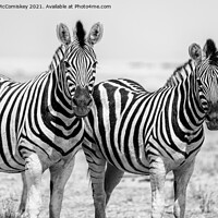 Buy canvas prints of Pair of curious zebras mono by Angus McComiskey