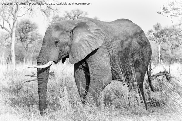 African elephant bull in grassland, Botswana mono Picture Board by Angus McComiskey