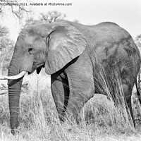 Buy canvas prints of African elephant bull in grassland, Botswana mono by Angus McComiskey