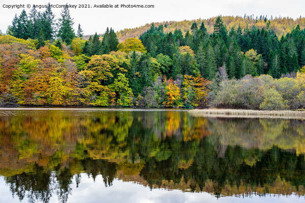 Autumn colours on Loch Faskally, Perthshire Picture Board by Angus McComiskey