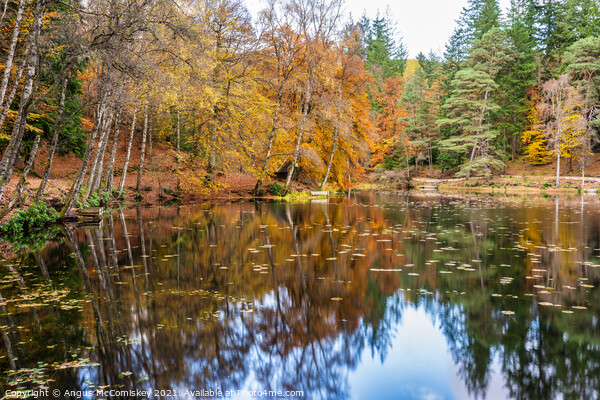 Autumn colours on Loch Dunmore, Faskally Forest Picture Board by Angus McComiskey