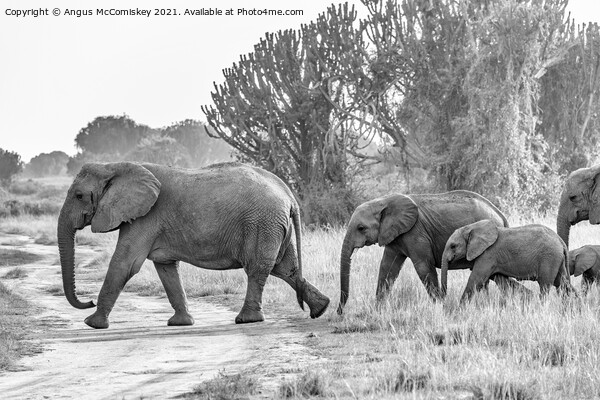 Family of elephants on the move, Uganda mono Picture Board by Angus McComiskey