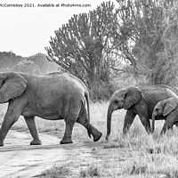 Buy canvas prints of Family of elephants on the move, Uganda mono by Angus McComiskey