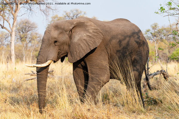 African elephant bull in grassland, Botswana Picture Board by Angus McComiskey