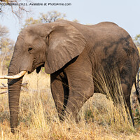 Buy canvas prints of African elephant bull in grassland, Botswana by Angus McComiskey