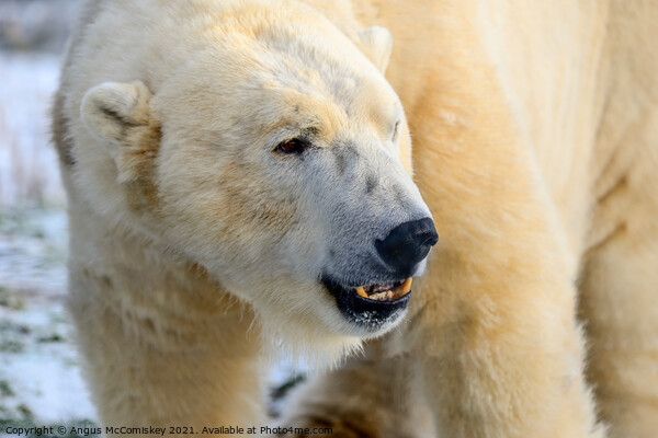 Male polar bear close up Picture Board by Angus McComiskey
