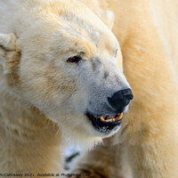 Buy canvas prints of Male polar bear close up by Angus McComiskey
