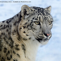 Buy canvas prints of Snow leopard portrait #2 by Angus McComiskey