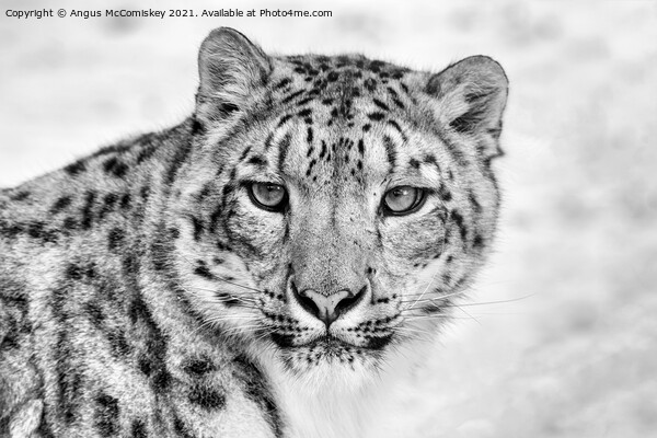 Snow leopard face to face mono Picture Board by Angus McComiskey