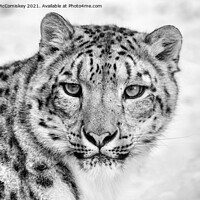 Buy canvas prints of Snow leopard face to face mono by Angus McComiskey
