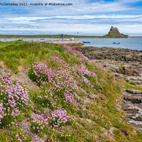 Buy canvas prints of Sea thrift on shoreline, Holy Island by Angus McComiskey