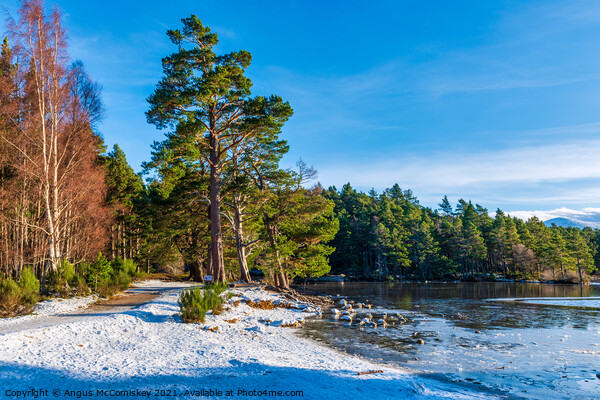 Loch an Eilein forest walk winter Picture Board by Angus McComiskey