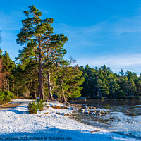 Buy canvas prints of Loch an Eilein forest walk winter by Angus McComiskey