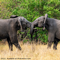 Buy canvas prints of Sparring young African bull elephants by Angus McComiskey