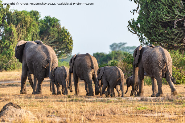 Family of elephants disappearing into bush, Uganda Picture Board by Angus McComiskey